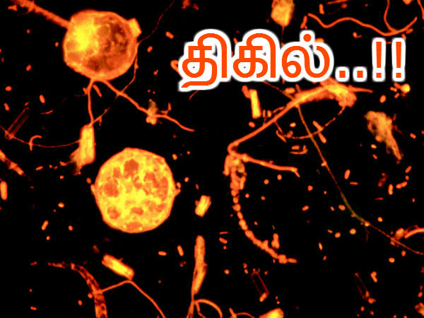 உச்சவிரும்பி :