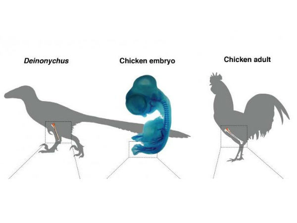  பறவைகள் :