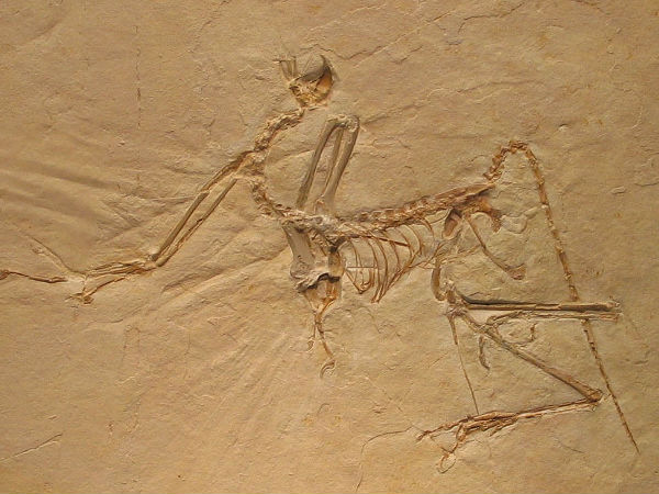 ஆர்கியாஆப்ட்ரெக்ஸ் :