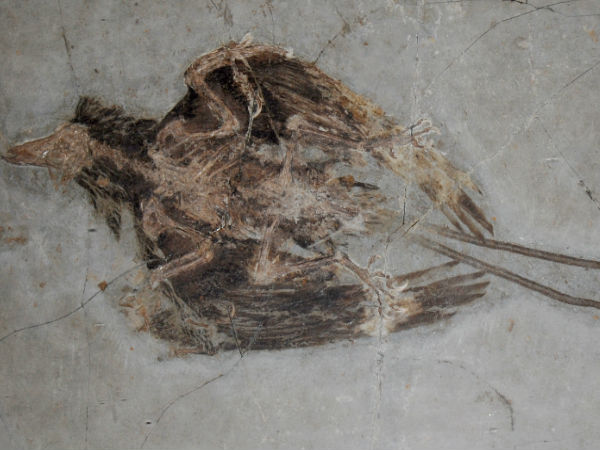  ப்கயோஸ்டைலியன்ஸ் :