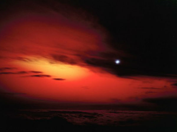 04. ஸ்டார்பிஷ் ப்ரைம் :