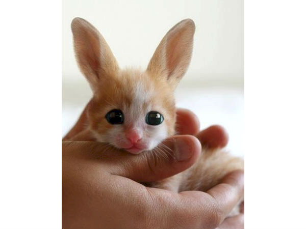 போலி #04 :
