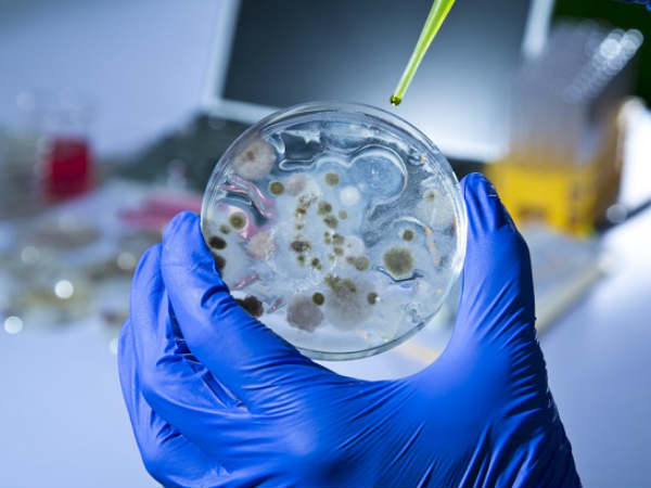 வளர்ச்சி