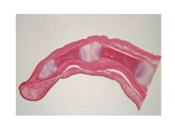 உயிரினம் :