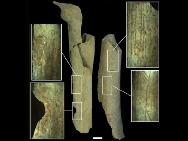  வெட்டுக்கள் மற்றும் பிளவுகள் :