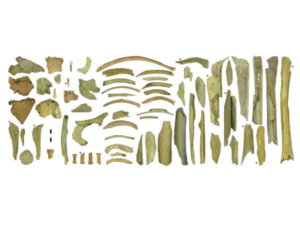 சக மனித எலும்பு :