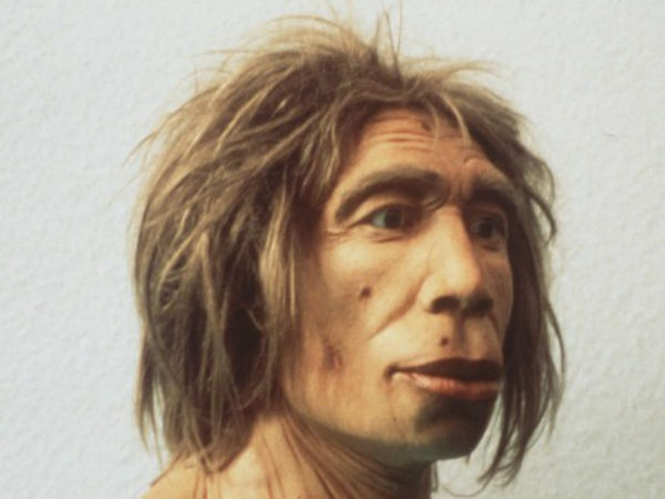 குதிரை மற்றும் கலைமான் :