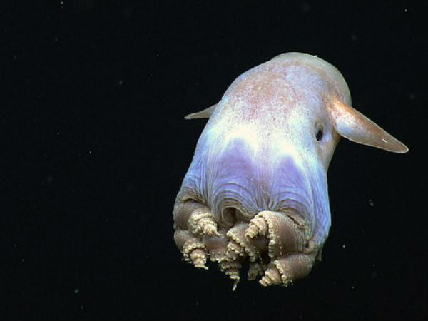 நிஜ போக்கிமான் #01