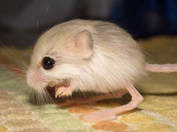 நிஜ போக்கிமான் #02