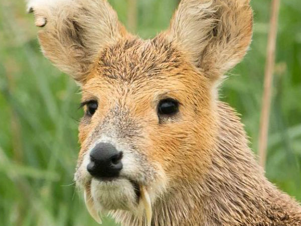 நிஜ போக்கிமான் #03