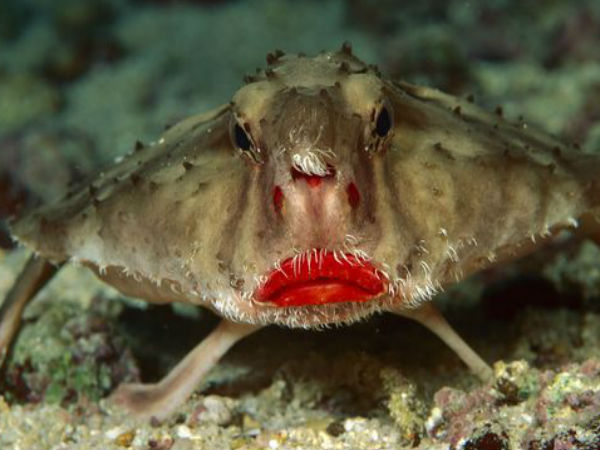 நிஜ போக்கிமான் #04