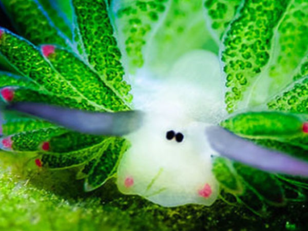 நிஜ போக்கிமான் #05