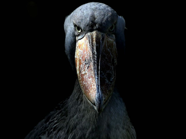 நிஜ போக்கிமான் #06