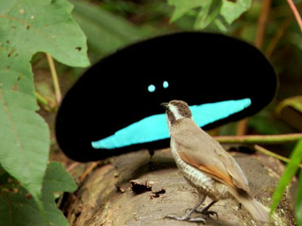 நிஜ போக்கிமான் #07