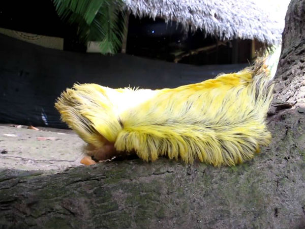 நிஜ போக்கிமான் #08