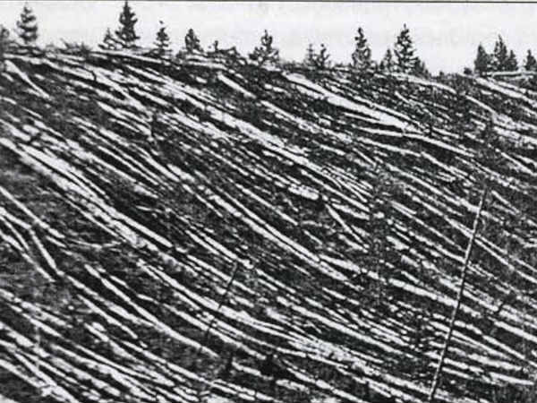 கருகிய பிரேதங்கள் :