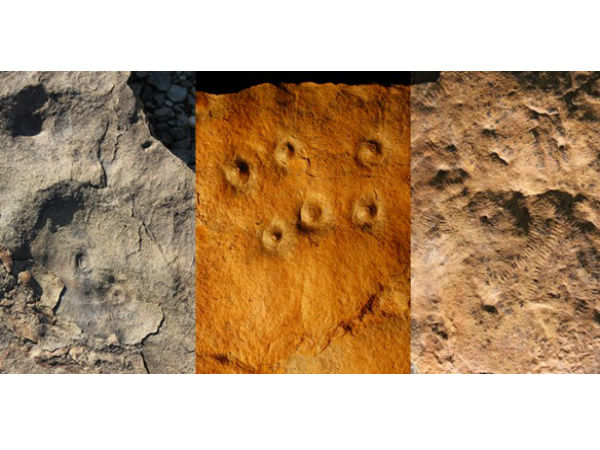 பலசெல் உயிரினங்கள் :