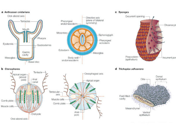 பழைய உயிரினங்கள் :