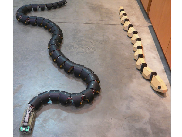 உறுதியான எலும்புக்கூடுகள் :