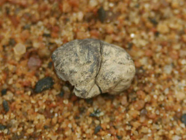 பபுள் கம்