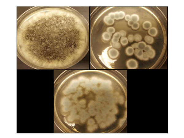 கோபால்ட் மற்றும் லித்தியம் :