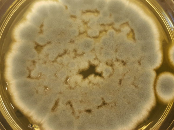 வளர்ச்சி :