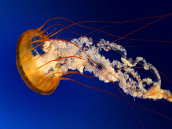 ஜெல்லி மீன் புரதங்களை அடிப்படையாக கொண்டு அடுத்ததலைமுறைலேசர்..!