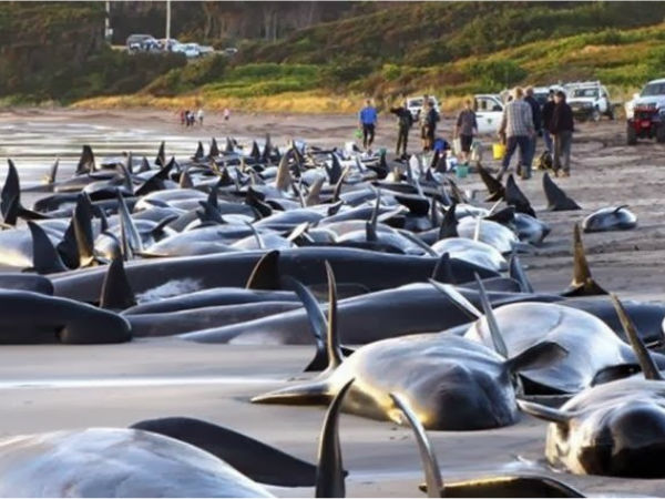 மனிதர்கள் முக்கியமான பங்களிப்பு