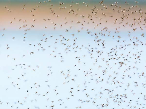 300 ஏக்கர் பரப்பளவில்