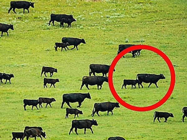 காந்தப்புலம் சார்ந்த ஜீவி