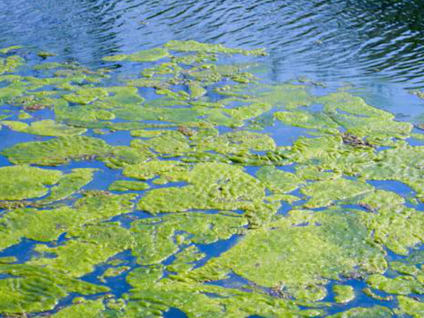 பாசிகள் வளர்ச்சி