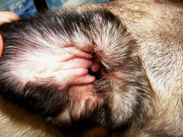 வெளி காதின் கால்வாய் பகுதிகளில்..