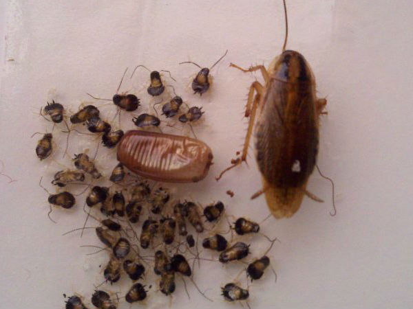 காதுகளுக்குள் கரப்பான் பூச்சிககளின் முட்டைகளும்; குட்டிகளும்.!