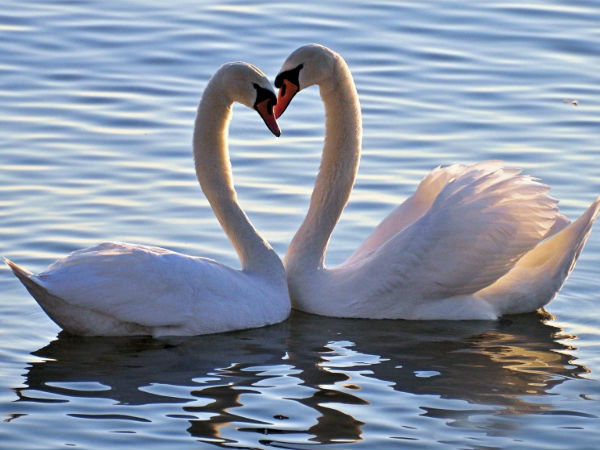 காதல், விசுவாசம், பக்தி.!