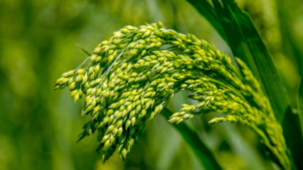 வாட்ஸ்ஆப்பை போன்றே ஒரு செயின் கம்யூனிகேஷன்.!