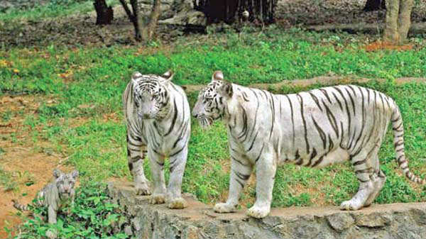 சென்னை: வண்டலூர் ஜூ விலங்குகளை லைவ் ஸ்ட்ரீமிங்-ல் பார்க்கலாம்.!