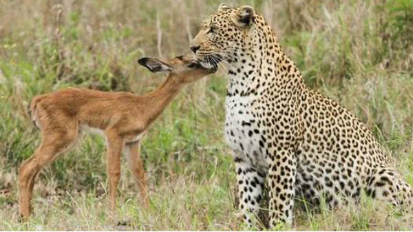 ஆய்வுக்குத் துணை செய்யும் இலட்சக்கணக்கான பதிவுகள்