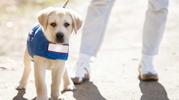 டிஸ்னி அமைப்பு