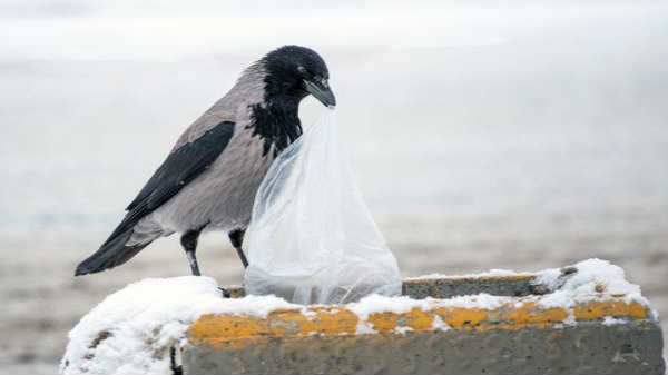 மனித இனத்தால் சிக்கல்: 