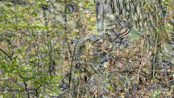 கெமோஃபிலெஜ் 