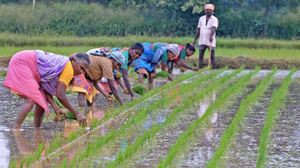 நாற்று நடவு