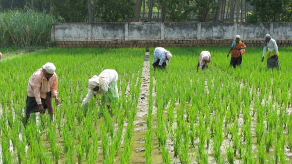 ரைஸ் எக்ஸ்பெர்ட்: