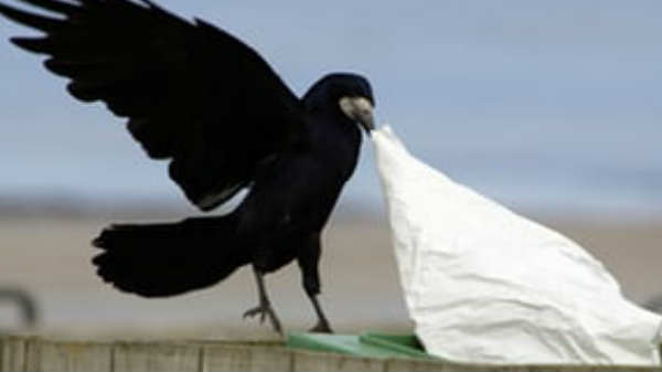 பூங்காவில் குப்பை: 