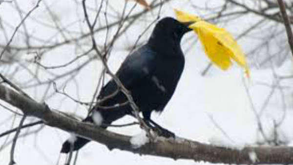 காகங்ககாகங்களுக்கு பயிற்சி: 