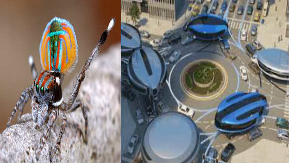 சிலந்தி பூச்சி போல தோற்றம்: 