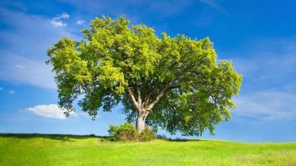 சூரியன் இல்லாமல் செடி கொடிகள் மரங்கள் என்னவாகும்?