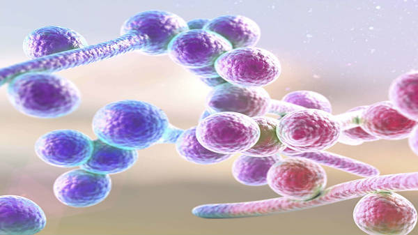07. மனிதர்கள் பூஞ்சைக்குத் தொடர்புடையவர்கள்