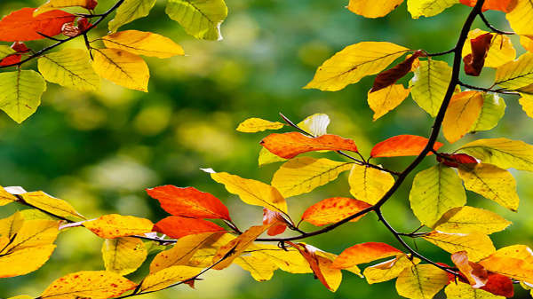 01. விண்வெளியில் உள்ள நட்சத்திரங்களை விட பூமியில் அதிக மரங்கள் உள்ளன!