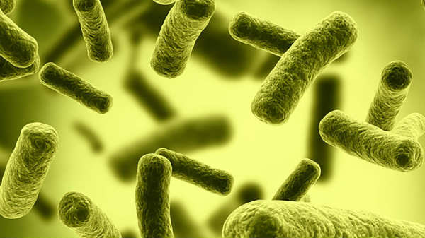 16. உங்கள் உடலின் பாதி பங்கை பாக்டீரியாக்கள் ஆளுகிறது!