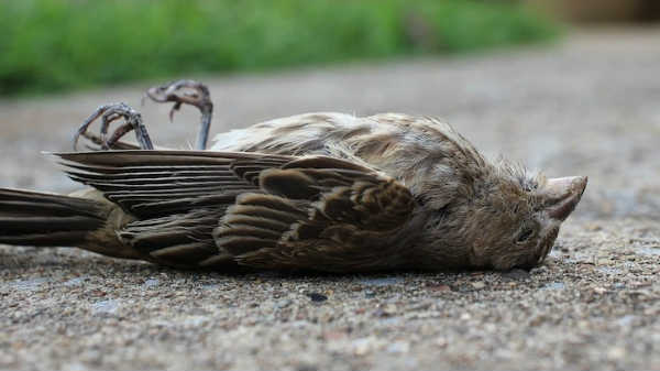 5ஜி கதிர்வீச்சு காரணம் 